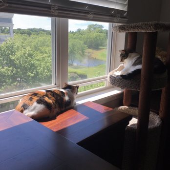 Lakeside Pet Sitting - Pet Sitting Near Me - Mooresville, North Carolina Lakeside Pet Sitting - Pet Sitting Near Me - Mooresville, North Carolina