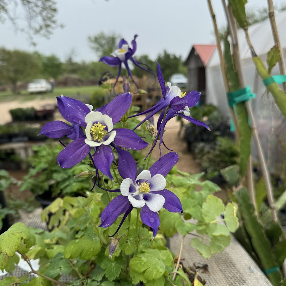  peak各種 TOP 10 BEST Must See near Cameron, TX - Updated 2025 - Yelp