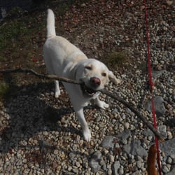 Town & Country Pet Boarding