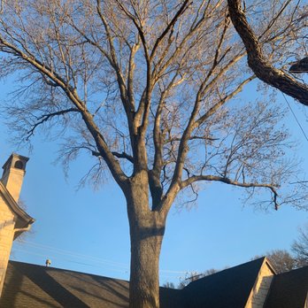 Campos Tree Service - Tree Services Near Me Campos Tree Service - Tree Services Near Me