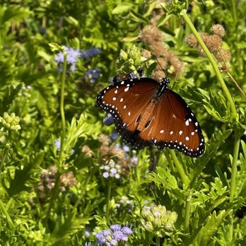 Lady Bird Johnson Wildflower Center - Botanical Gardens Near Me - Austin, Texas