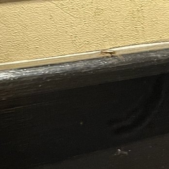 LongHorn Steakhouse - Roach crawling in dining booth during our mea at Longhorn Hampton VA location. - Steakhouses Near Me - Hampton, Virginia LongHorn Steakhouse - Roach crawling in dining booth during our mea at Longhorn Hampton VA location. - Steakhouses Near Me - Hampton, Virginia