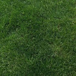 Cascade Weed & Pest Management - My yard is so thick and plush! I love it all thanks to Cascade Weed and Pest!