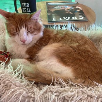 NEKO Cat Cafe - Zeus! - Cafes Near Me - Bellingham, Washington