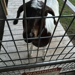 Figment Ranch - Tater Tot, the sweet goat