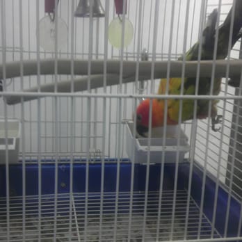 Pets Plus - sun cheek conure - Pet Stores Near Me - Lubbock, Texas