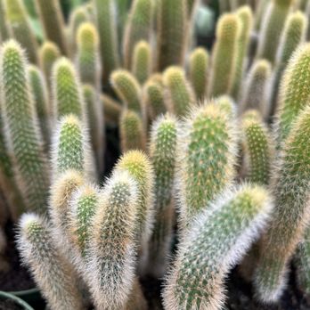 Florida Cactus - Nurseries & Gardening Near Me - Apopka, Florida