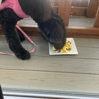 Barnhill's Cafe Bar and Grill - Dog friendly area.. watching this dog eat her own breakfast.. - Coffee & Tea Near Me - Flagler Beach, Florida