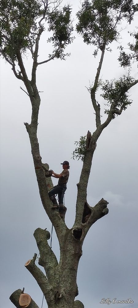 Slide of C & S Tree Service