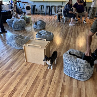 El Gato Coffeehouse by null