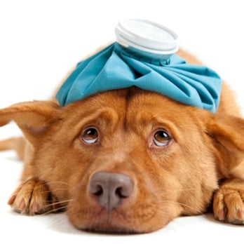 Veterinary Medical Center - Veterinarians Near Me - Johnson City, Tennessee Veterinary Medical Center - Veterinarians Near Me - Johnson City, Tennessee