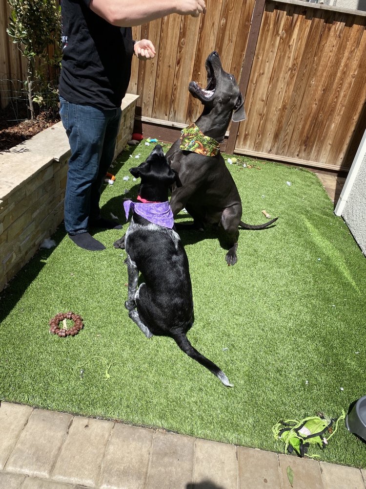 DOGGONE DIRTY MOBILE PET WASH Updated March 2024 10 Photos 756