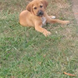 Animal Rescue & Foster Program - Zelda when we first met her.