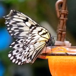 Long Island Aquarium - Paper Kite Butterfly