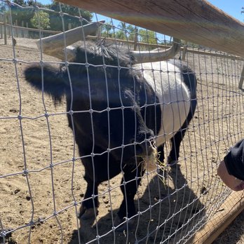 Alpine Acres Sanctuary Farm - Long Horned Cow - Ranches Near Me - Alpine, California