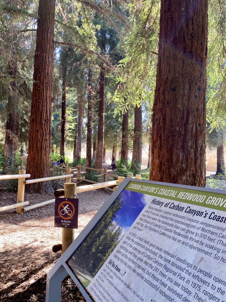 Redwood Regional Park Google æœå°‹