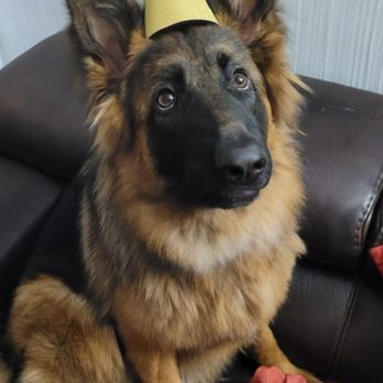 Dog Training Elite Broward - Let's Party together!!!!! - Pet Training Near Me Dog Training Elite Broward - Let's Party together!!!!! - Pet Training Near Me