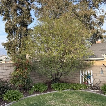 Ayala's Tree Service - Tree thinned out and shaped - Tree Services Near Me Ayala's Tree Service - Tree thinned out and shaped - Tree Services Near Me