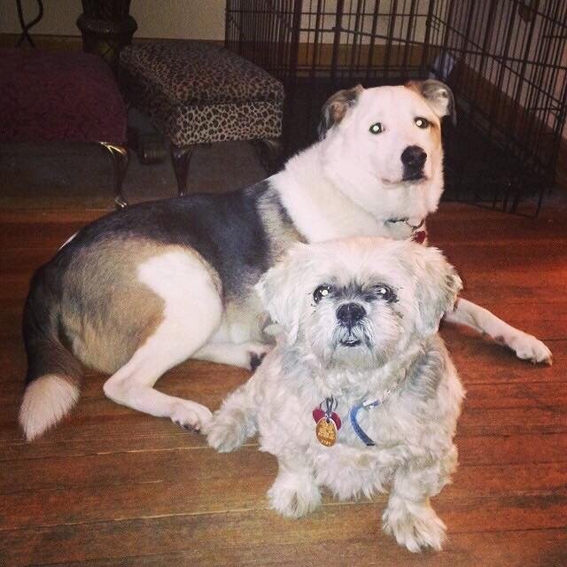 YONKERS ANIMAL SHELTER Updated November 2024 12 Reviews 1000