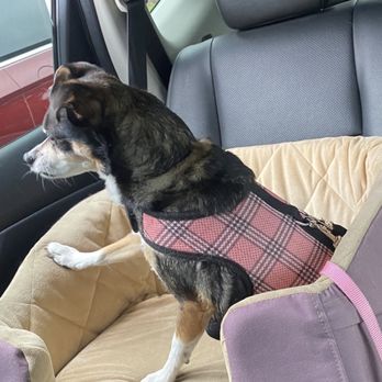 Pet Supply - The car seat with my late Sadie in it - it was bought for her and she used it for few years and loved it ! - Pet Stores Near Me - Rancho Santa Margarita, California