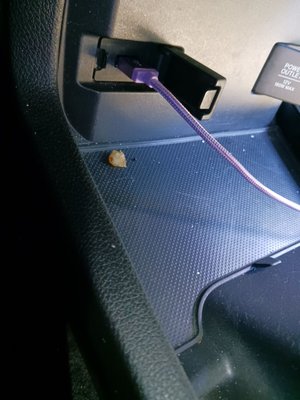 Octopus Car Wash by null