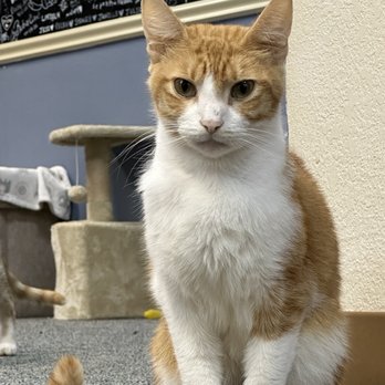 The Cozy Catfe - Pet Adoption Near Me - Arlington, Texas The Cozy Catfe - Pet Adoption Near Me - Arlington, Texas