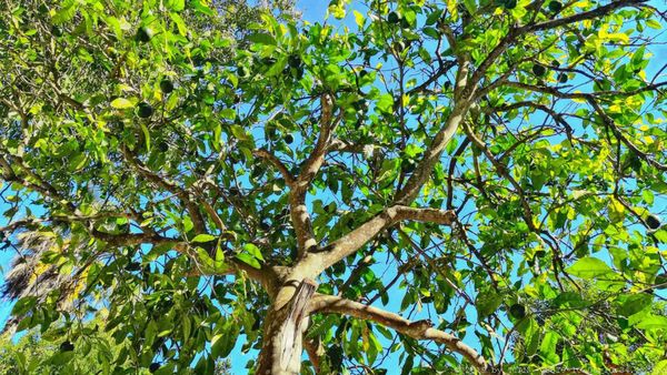 Latomie del Paradiso by null