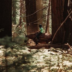 Yosemite Trails Horseback Adventures - Riding deep in the forest.