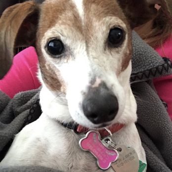 Veterinary Emergency Clinic - Here's my girl, they have saved her life twice now! - Veterinarians Near Me - Port Charlotte, Florida Veterinary Emergency Clinic - Here's my girl, they have saved her life twice now! - Veterinarians Near Me - Port Charlotte, Florida