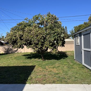 Pearloga Tree service - After - Tree Services Near Me Pearloga Tree service - After - Tree Services Near Me