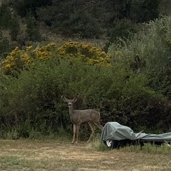 Ponil Camp Grounds - Deer seem right at home
