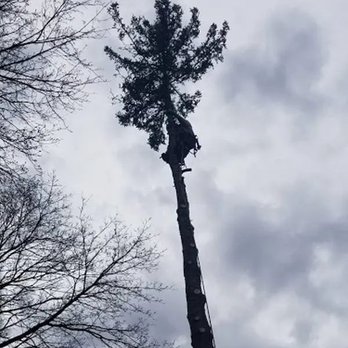 C & J Tree Services - Tree Services Near Me