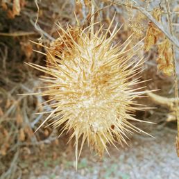 Dried up wild cucumber