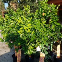 Mike's Produce & Plants - Just bought my lemon & lime trees