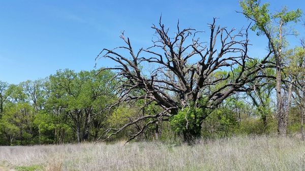 Konza Prairie Biological Station by null