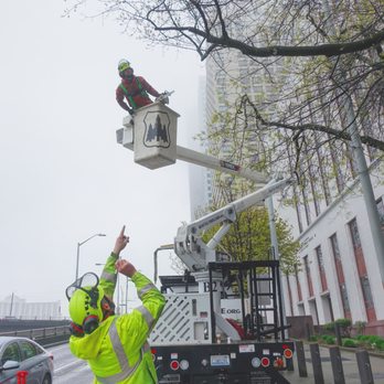 Seattle Tree Care - Seattle Tree Care team works together with a bucket truck on trimming some Downtown Seattle trees. - Tree Services Near Me - Seattle, Washington Seattle Tree Care - Seattle Tree Care team works together with a bucket truck on trimming some Downtown Seattle trees. - Tree Services Near Me - Seattle, Washington