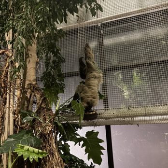National Aquarium - Sloth - Aquariums Near Me - Baltimore, Maryland