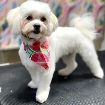 LUX Wellness Pet Spa - Honey!!! - Pet Groomers Near Me - Brookshire, Texas LUX Wellness Pet Spa - Honey!!! - Pet Groomers Near Me - Brookshire, Texas