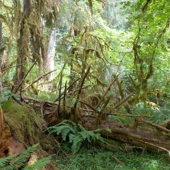 Hoh Rainforest - Rees's Roots - Hall Of Mosses Trail - Hoh Rain Forest - Olympic National Park Washington - Hiking Near Me - Forks, Washington