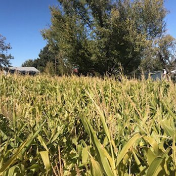 Wemple's Pumpkin Patch - Pumpkin Patches Near Me - Milford, California