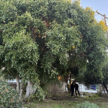 Joel's Tree Service - Before photo - Tree Services Near Me Joel's Tree Service - Before photo - Tree Services Near Me