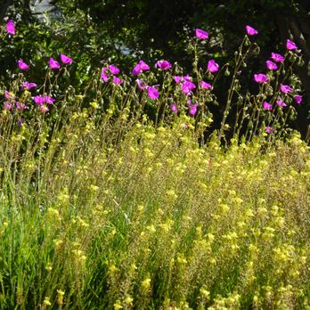 Billy Goodnick - Rock Purslane and Bulbine play nicely together. - Landscape Architects or Designers Near Me