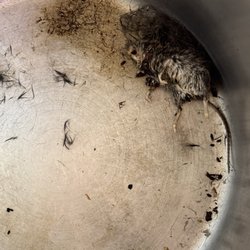 Goodview Storage - Dead mice every where
