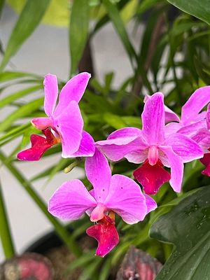 Hillwood Estate, Museum & Gardens by null Hillwood Estate, Museum & Gardens by null