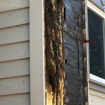 Bee Friendly Honey - Pest Control Near Me