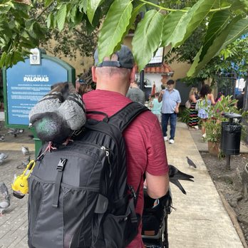 Parque de las Palomas - Pigeon is ready to leave the park with us :) - Parks Near Me - San Juan, Puerto Rico