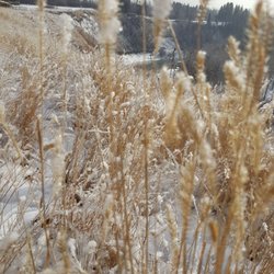 Elbow River - Walk along the east side of Elbow River