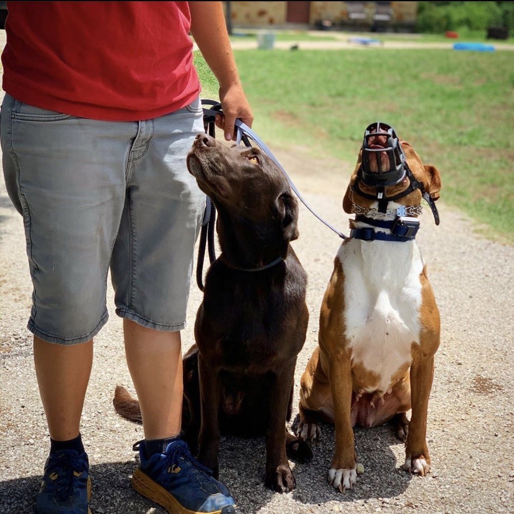Deep Water K9 - Pet Training Near Me Deep Water K9 - Pet Training Near Me