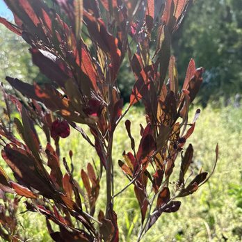 Nature's Best Nursery - Beautiful trees, really good prices! - Nurseries & Gardening Near Me - Camarillo, California Nature's Best Nursery - Beautiful trees, really good prices! - Nurseries & Gardening Near Me - Camarillo, California