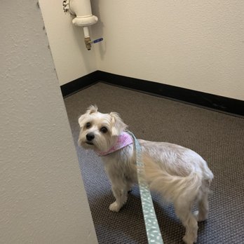 Central Bark Eugene - After haircut! - Pet Groomers Near Me - Eugene, Oregon